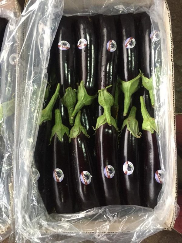 Casual Eggplant