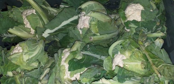 Cauliflower - Image 2