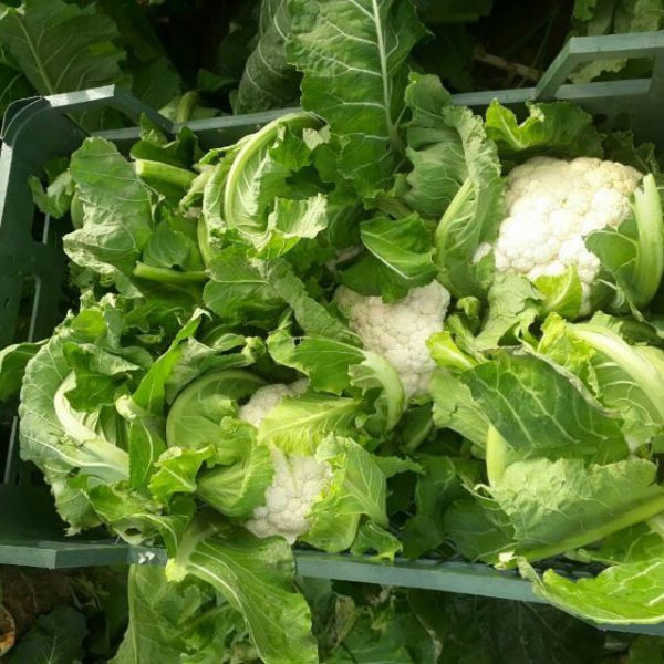 Cauliflower - Image 5