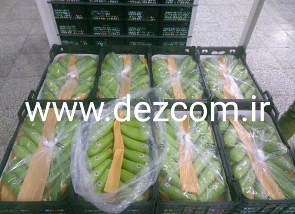 کدو درجه ۱ دزفول