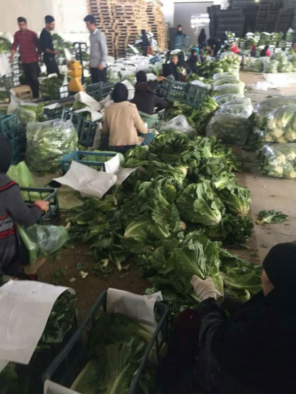 Fresh Lettuce ROMANO - Image 2