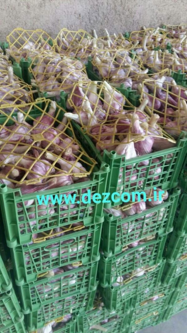 Red and white garlic - Image 5