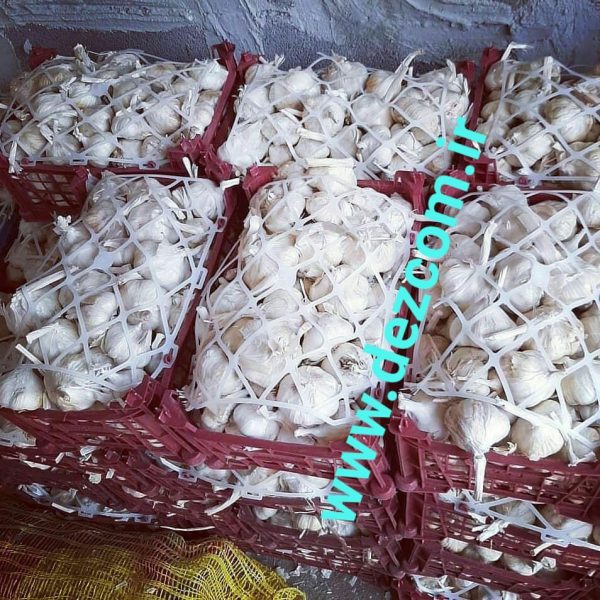 Red and white garlic - Image 2