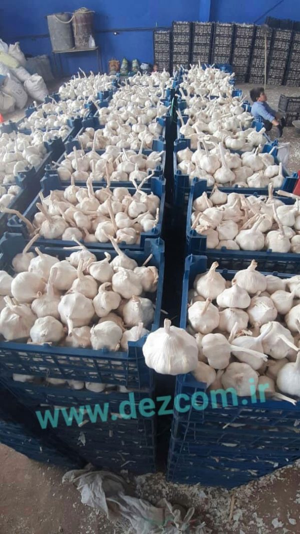Red and white garlic