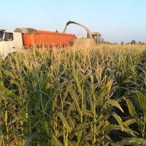 ذرت علوفه ای
